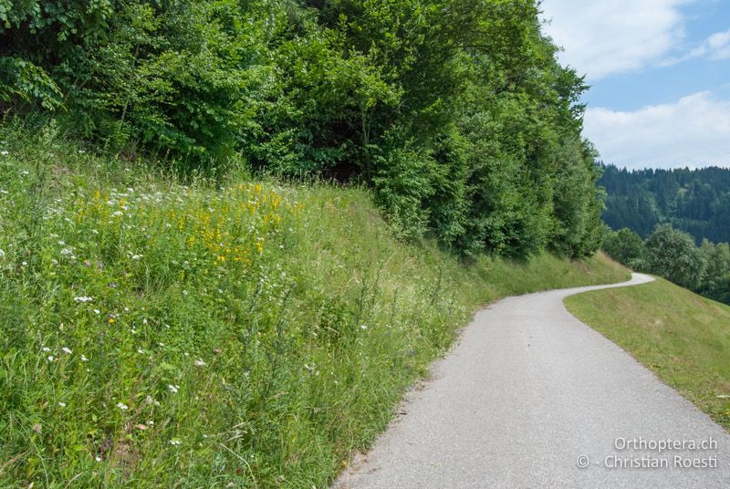 Strassenböschung - AT, Steiermark, St. Lorenzen, 24.06.2010