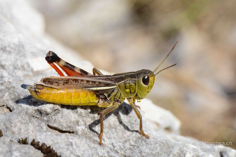 Arcyptera microptera ♂ - HR, Istrien, Učka-Gebirge, 21.07.2015