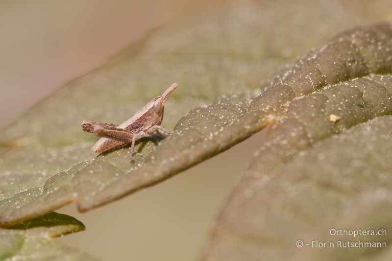 Larve von Euthystira brachyptera - CH, SH, Siblingen, 23.04.2011