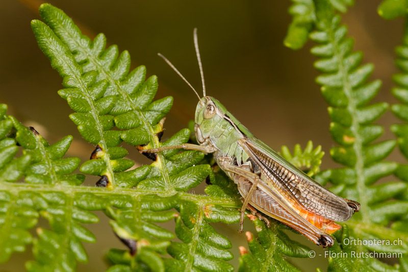 Stenobothrus lineatus ♂ - GR, Westmakedonien, Mt. Vernon, 13.07.2012