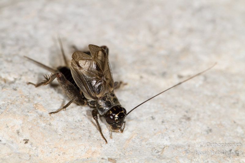 Eumodicogryllus bordigalensis ♂, singend - GR, Westgriechenland, Empesos, 18.06.2013