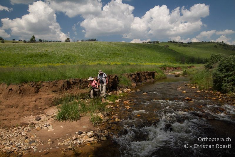 Bergbach - SA, Mpumalanga, Dullstroom, Field & Stream Lodge, 13.01.2015