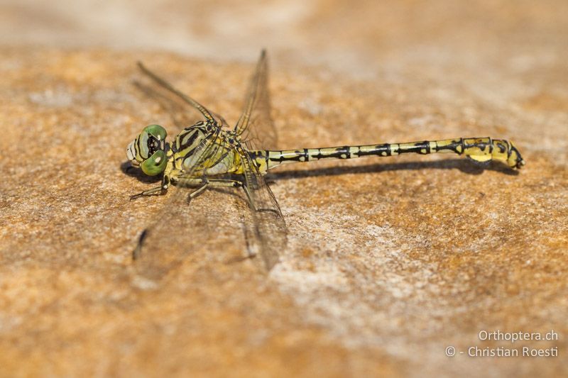 Ceratogomphus pictus, Common Thorntail ♂ - SA, Mpumalanga, Dullstroom, Field & Stream Lodge, 13.01.2015