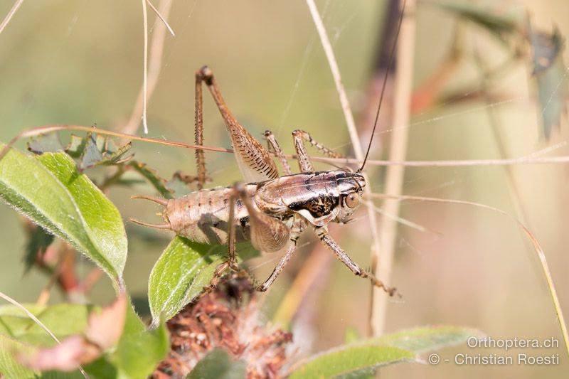 Pachytrachis striolatus ♂ - HR, Istrien, Vela Učka, 20.07.2015