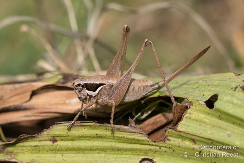 Pholidoptera littoralis littoralis ♀ - HR, Istrien, Račja Vas, Dol, 24.07.2015