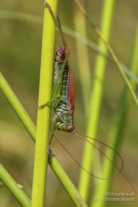 Conocephalus dorsalis ♂ - CH, Schwyz, Südufer Sihlsee, 09.09.2016