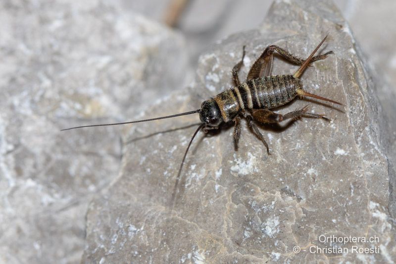 Melanogryllus desertus, kleinere Larve - HR, Dalmatien, Split, 31.07.2022