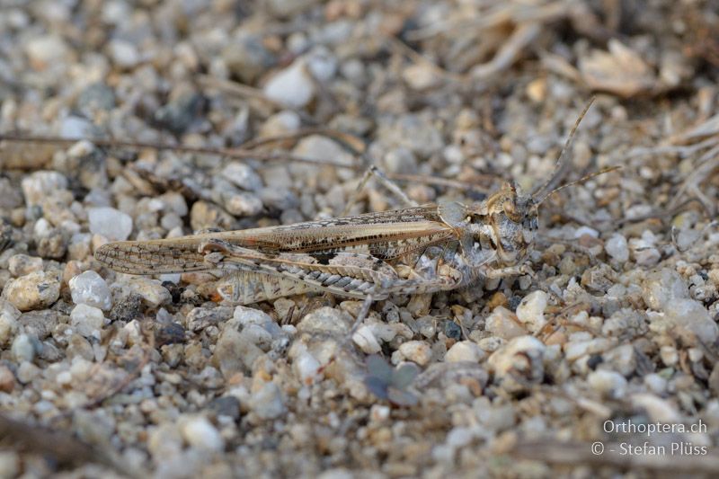 ♀ von Acrotylus longipes - GR, Zentralmakedonien, Kerkini-See, 08.07.2013