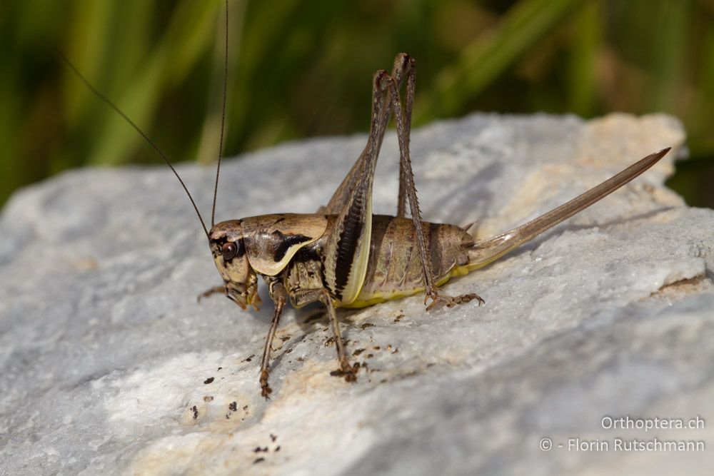 Pholidoptera macedonica Weibchen - Mt. Pangeon, 11.07.2012