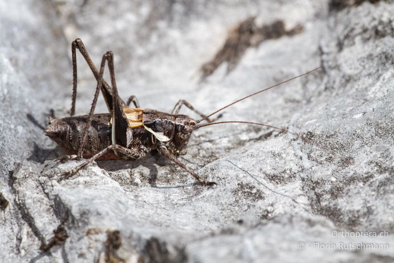 Antaxius difformis ♂ - CH, TI, Mt. Generoso, 15.09.2012