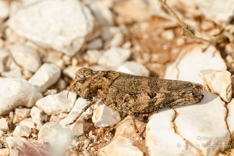 Celes variabilis ♀ - GR, Epirus, Ampelia, 07.06.2013