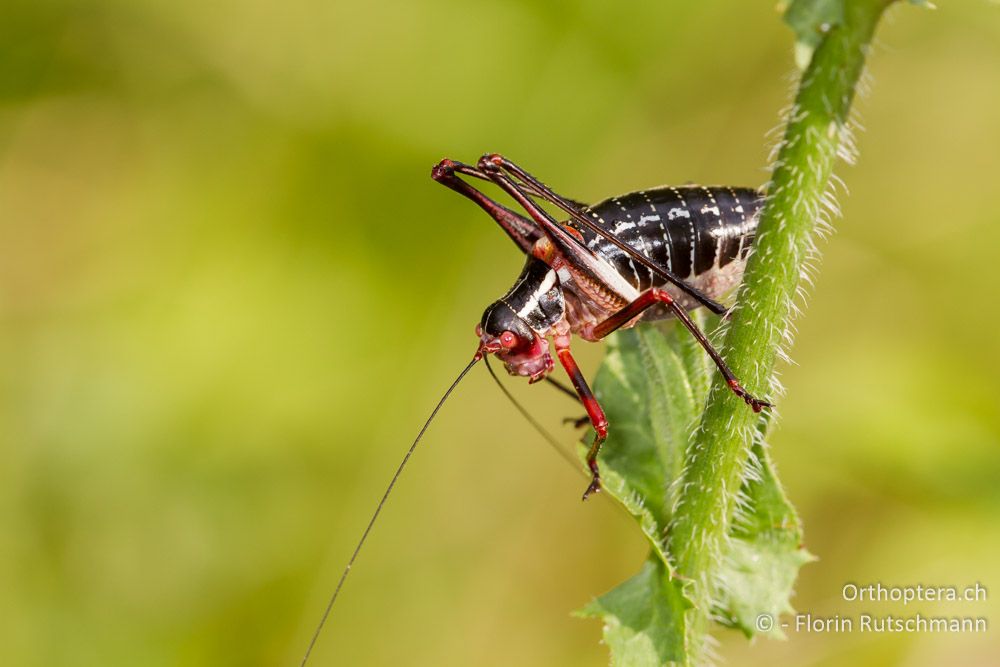 Barbitistes ocskayi Männchen - HR, Istrien, Plomin, 13.06.2014