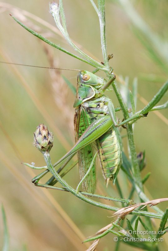 Gampsocleis glabra ♂ - AT, Niederösterreich, Ebergassing, 26.06.2008