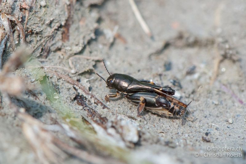 Makropteres Xya pfaendleri ♀ - HU, Nyugat-Dunántúl, Fertőboz, 29.06.2010