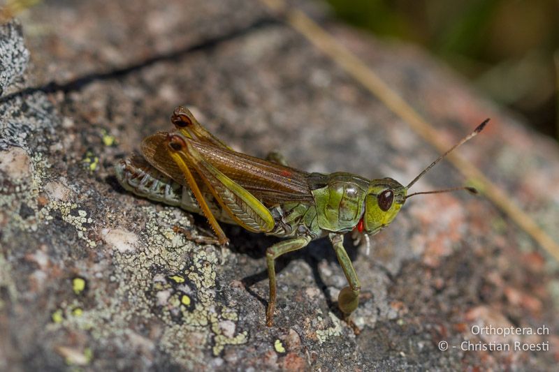 Gomphocerus sibiricus ♂ - CH, VS, Riederalp, 20.08.2011