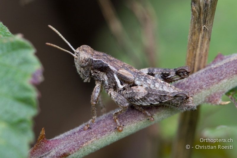 Pezotettix giornae ♂, kontrastreiches Exemplar. Die Seitenkiele sind nur im vorderen Bereich des Halsschildes (Prozona) ausgeprägt, sonst nur farblich hell angedeutet - FR, Bouches-du-Rhône, Entressen, 07.11.2011