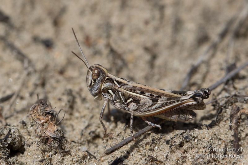 Dociostaurus brevicollis ♀ - HU, Bács-Kiskun, Fülöpháza, 08.07.2016