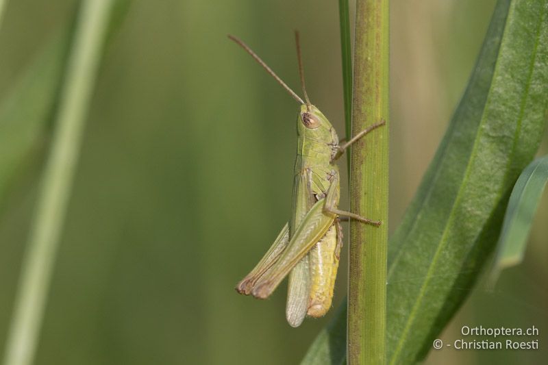 Chorthippus dichrous ♂ - HU, Bács-Kiskun, Fülöpháza, 08.07.2017