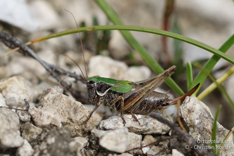 Metrioptera prenjica ♀ - SLO, Gorenjska, Mt. Vogel, 19.09.2016