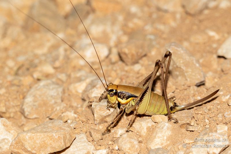 Eupholidoptera schmidti ♀ - HR, Split-Dalmazia, Hvar, 24.07.2021