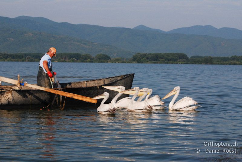 Krauskopfpelikane warten auf Fische - GR, Zentralmakedonien, Kerkini-See, 08.07.2013