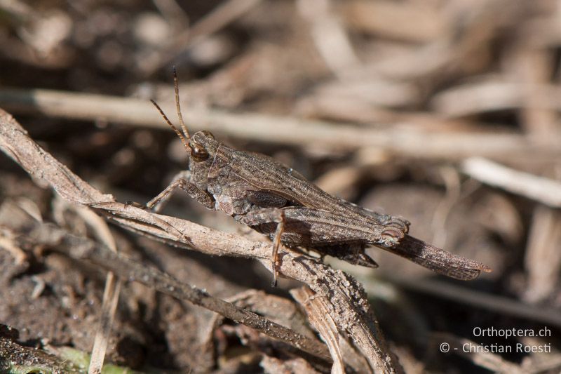 Tetrix subulata ♂ - CH, LU, Willisau, 04.09.2010