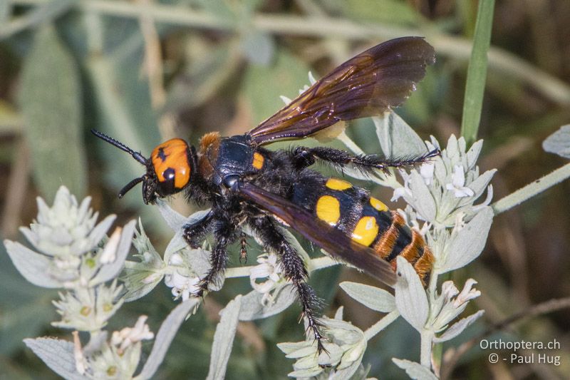 Dolchwespe (Megascolia maculata) - GR, Zentralmakedonien, Kerkini, 07.07.2017