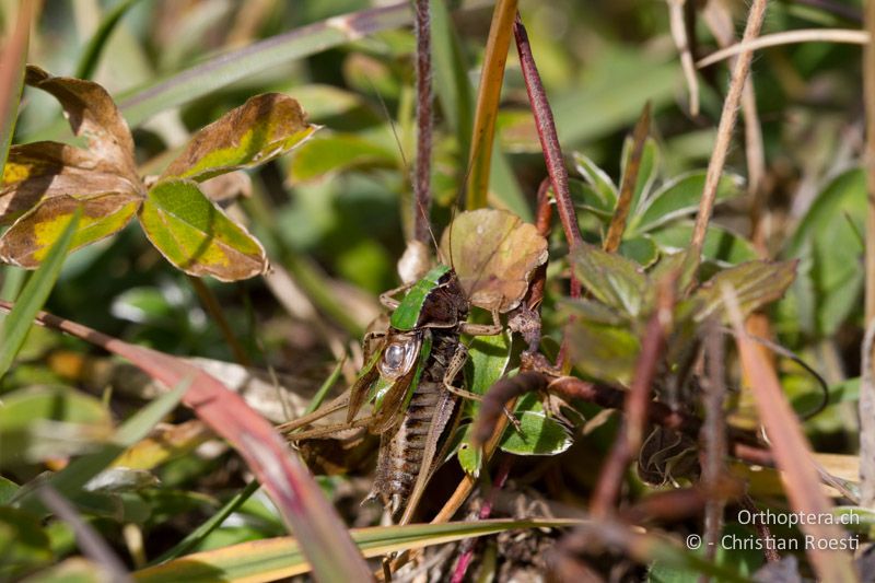 Metrioptera brachyptera ♂, singend - CH, BE, Kandersteg, 22.09.2013