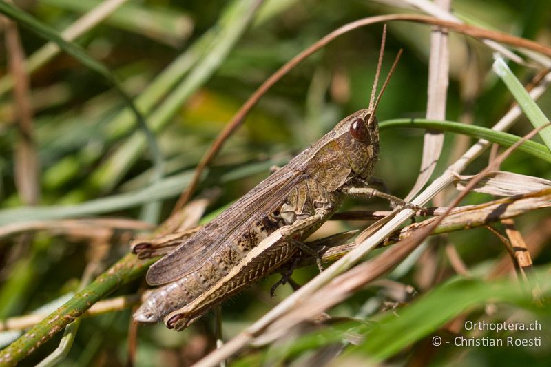 Chorthippus dorsatus ♀ - CH, BL, Diegten 21.08.2013