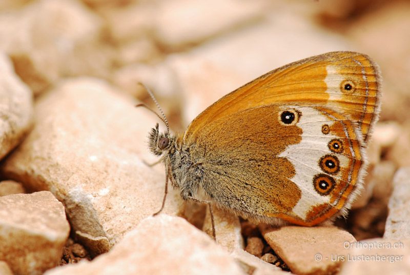 Weissbindiges Wiesenvögelchen (Coenonympha arcania) - FR, Mont Ventoux, 04.07.2014