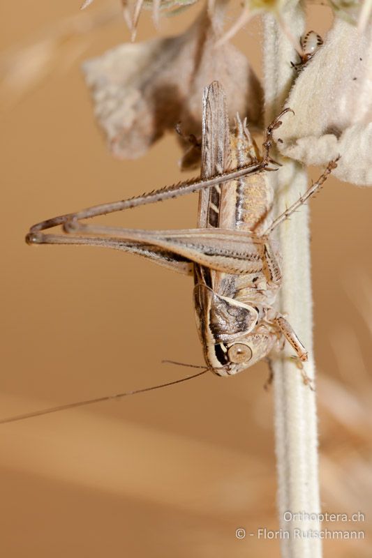 Tessellana tessellata ♂ - HR, Zadar, Starigrad-Paklenica, 17.07.2011