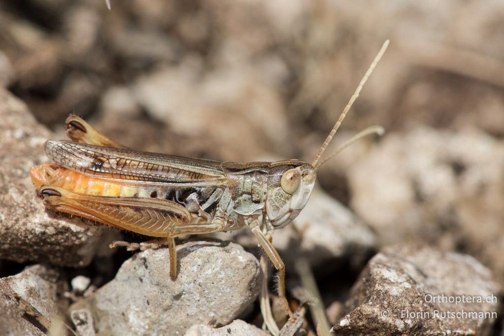 Stenobothrus nigromaculatus ♂ - HR, Istrien, Brest, 25.07.2015