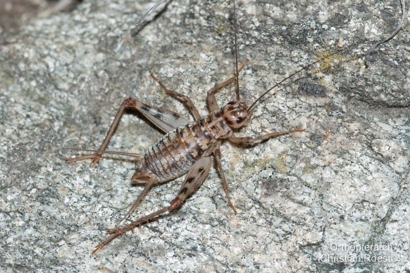 Gryllomorpha dalmatina ♂ - CH, TI, Agarone, 21.08.2009