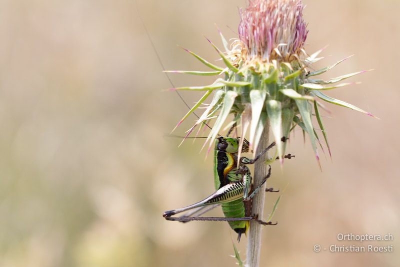 Eupholidoptera schmidti ♂ - HR, Istrien, Premantura, 05.06.2014