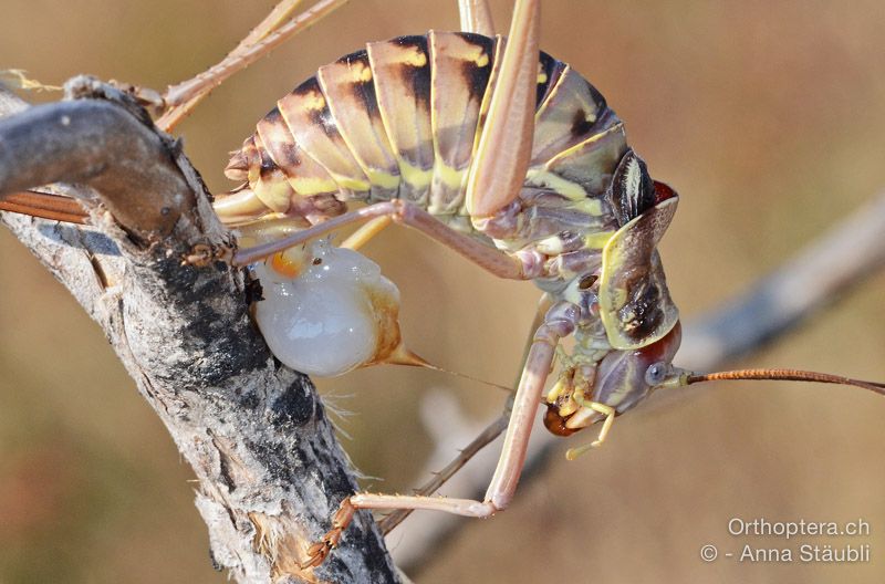 Ephippiger discoidalis ♀ beim Fressen der Spermatophore - HR, Istrien, Premantura, 22.07.2015