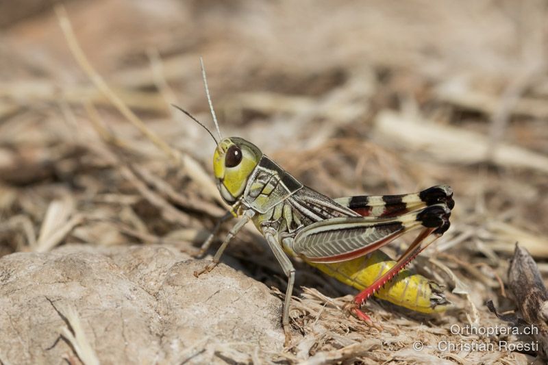 Arcyptera brevipennis brevipennis ♂ - HR, Primorsko-goranska županija, Cres, Predošćica, 23.07.2015