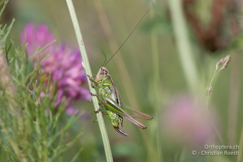 Metrioptera arnoldi ♀ - BG, Sofia, Kopriwschtiza, 11.07.2018