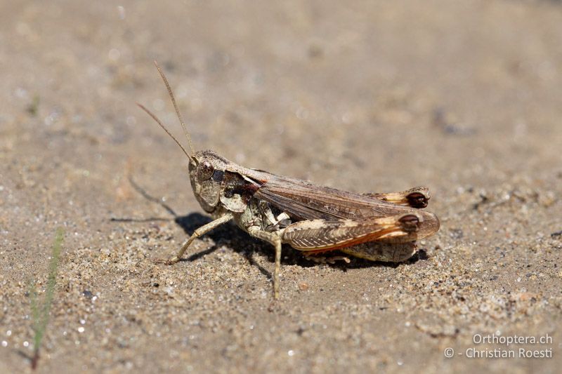 Chorthippus pullus ♀, makropteres Individuum - RU, Transilvania, Cașinu Nou, 10.07.2021