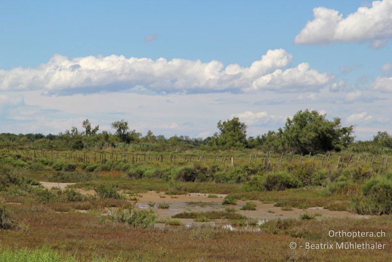 Typische Landschaft der Camargue - FR, Camargue, 09.07.2014