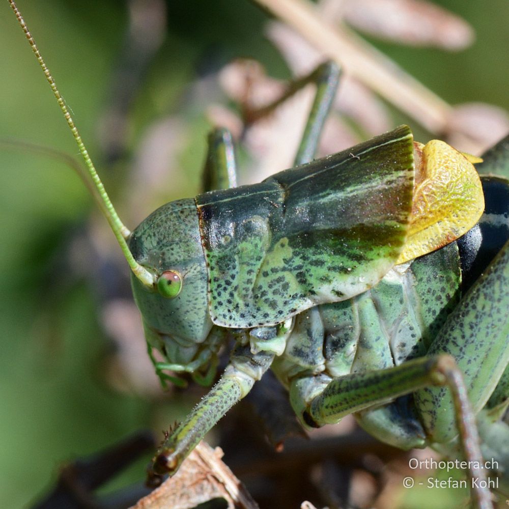 ♂ der Wanstschrecke (Polysarcus denticauda) - GR, Ostmakedonien, Mt. Pangeon, 06.07.2013