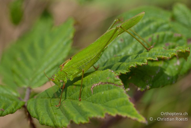 Phaneroptera falcata ♂ - CH, GR, Castaneda, 22.08.2009