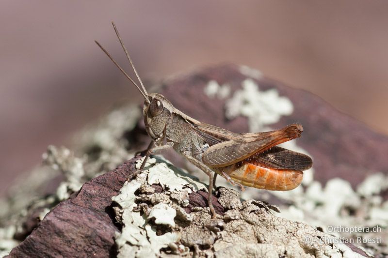 Chorthippus vagans ♂ - FR, Alpes Maritimes, Belvédère bei Roquebillière, 27.09.2009