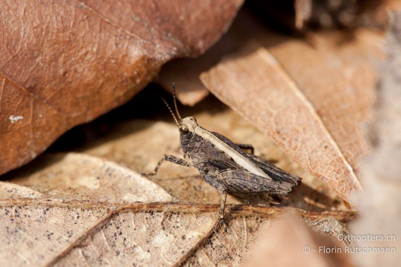 Tetrix undulata ♂ - CH, TG, Lengwiler Weiher, 11.04.2011