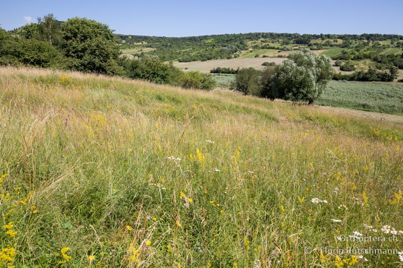 Wüchsige und frische Wiese - AT, Burgenland, Rohrbach, 05.07.2016