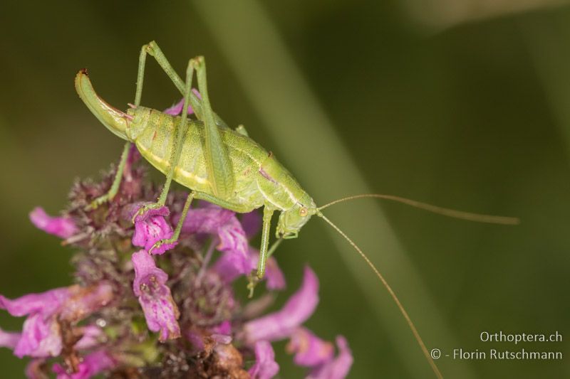 Poecilimon intermedius ♀ - AT, Burgenland, Rohrbach bei Mattersburg, 05.07.2016