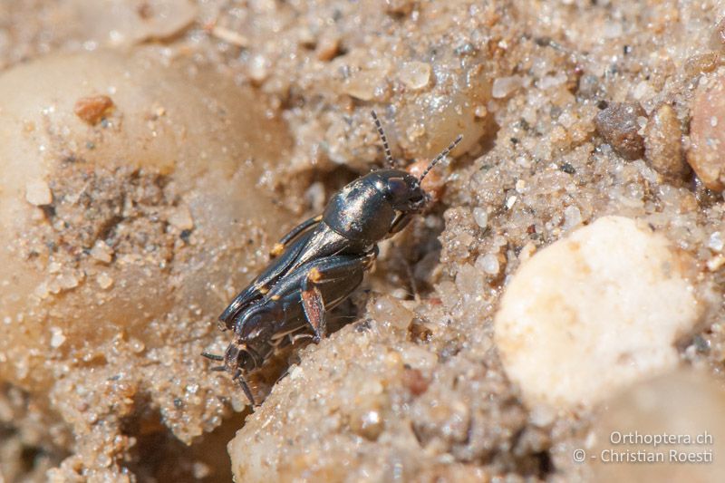 Xya pfaendleri ♂ - AT, Burgenland, Apetlon, Rosaliakapelle, 30.06.2010