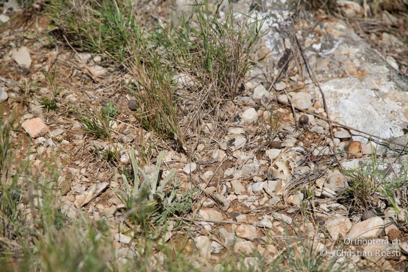 Getarntes ♂ der Berghexe (Chazara briseis) - FR, Plateau d'Aumelas, 11.07.2104