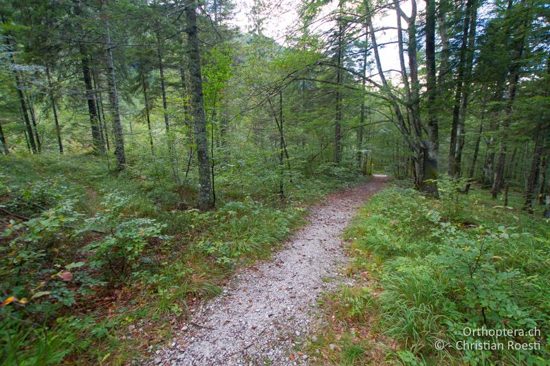 Waldweg - AT, Kärnten, Bad Vellach, 17.09.2016