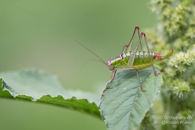 Poecilimon thoracicus ♀ - BG, Chaskowo, Matochina, 09.07.2018