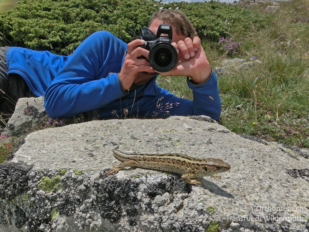 Zauneidechse (Lacerta agilis) ad. ♀ - GR, Westmakedonien, Mt. Vernous, 11.07.2013